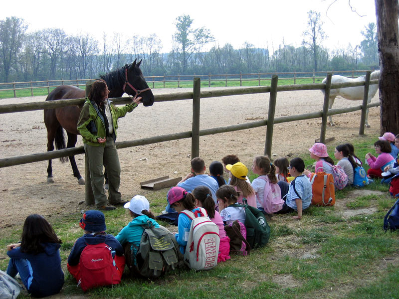 School groups and horses