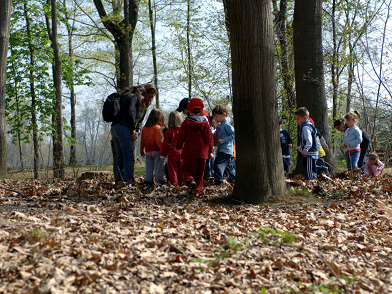School groups in the woodland