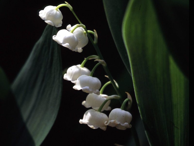 Lily of the valleys