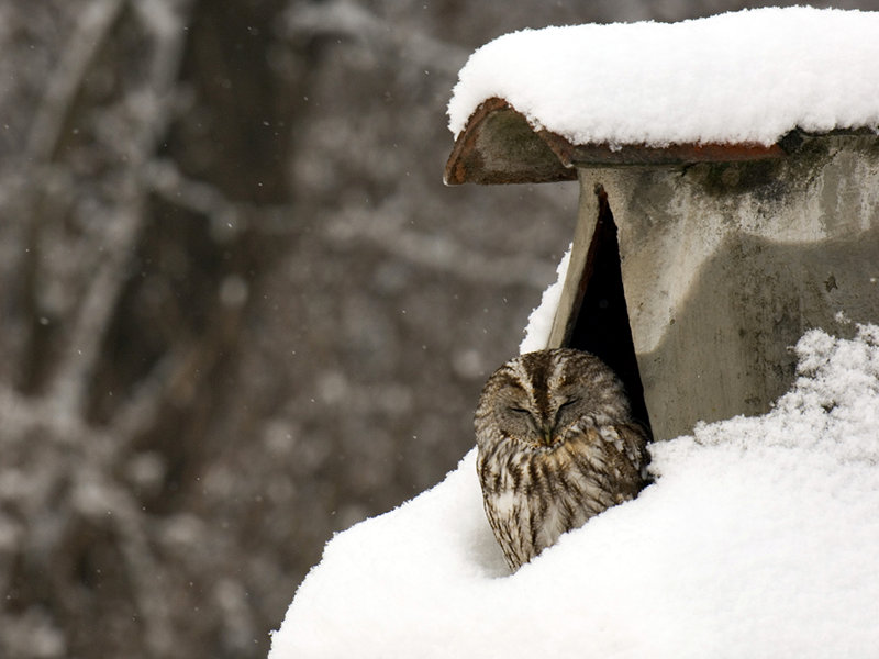 Tawny owl with snow