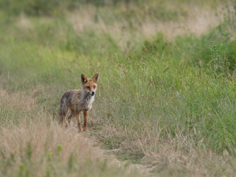 Fox along the trail