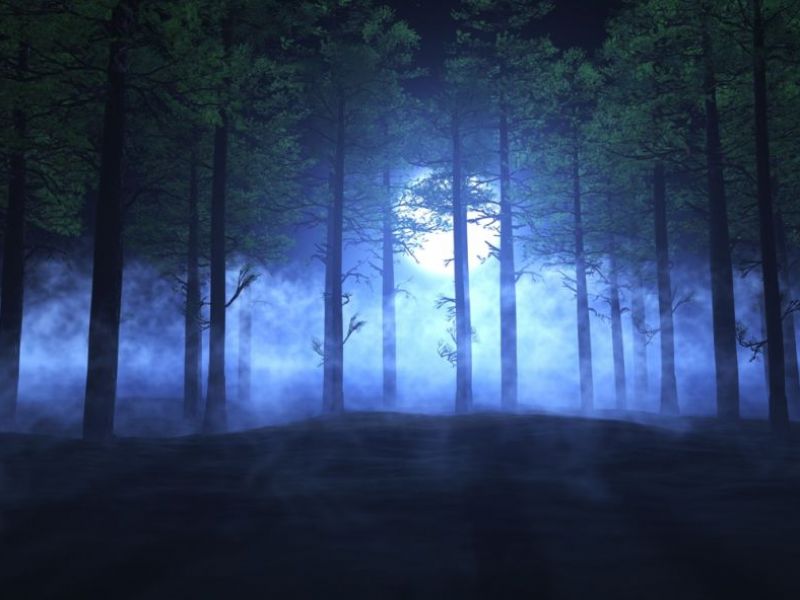Notte nel bosco